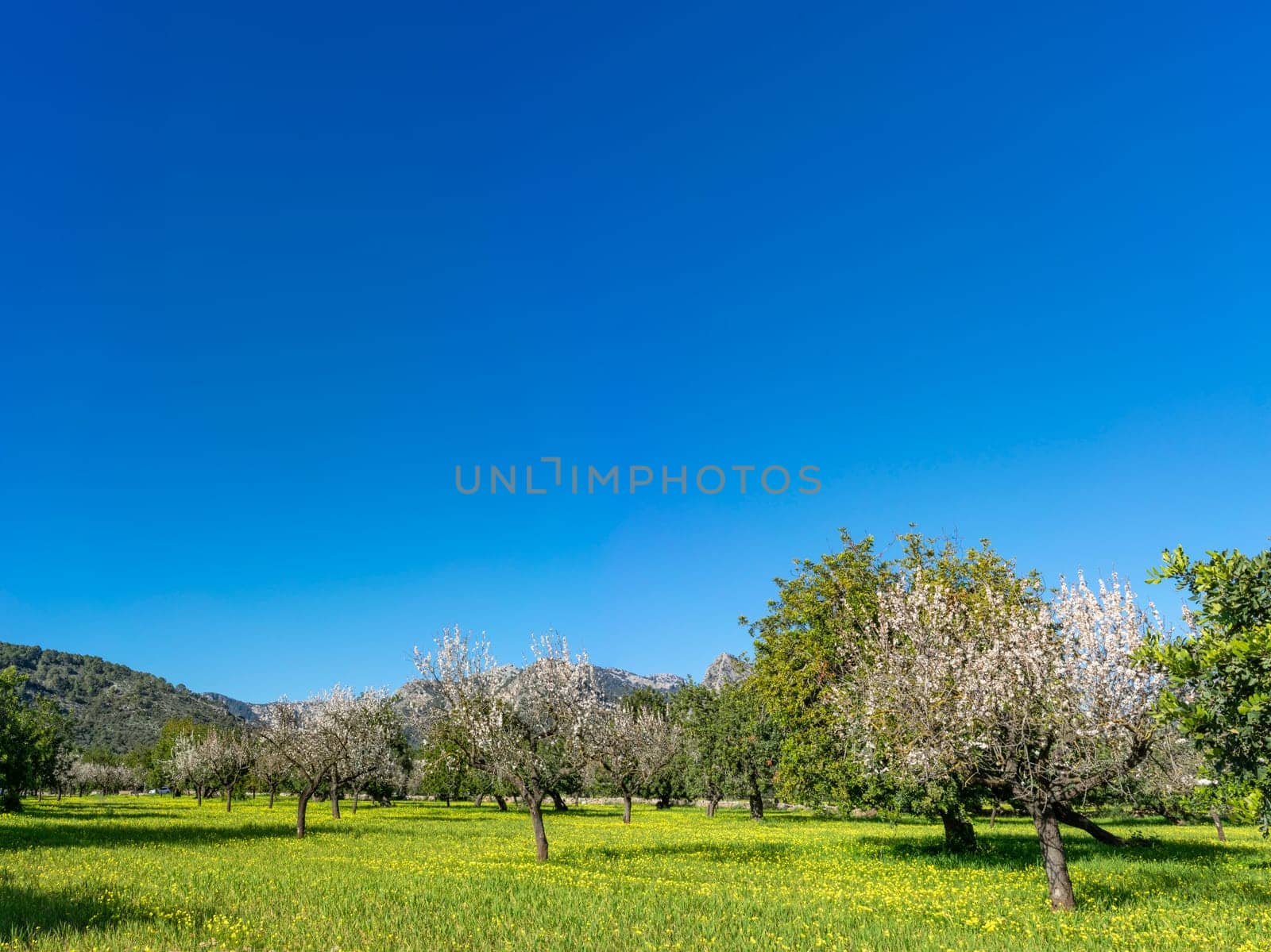 A carpet of yellow wildflowers complements the white blossoms of almond trees in this vibrant orchard. Nestled at the foot of rolling hills, the landscape is a symphony of color under the expansive azure sky, a testament to the vitality of spring.