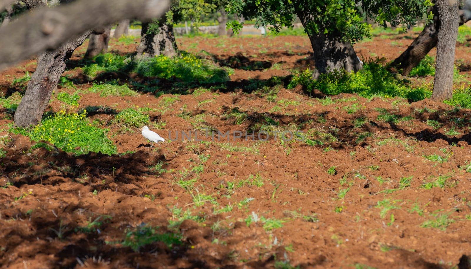 A single white bird takes a leisurely stroll across the rich, reddish soil of a vibrant orchard. The green foliage of the trees offers a sharp contrast to the tilled earth, while the bird's presence adds a touch of animate grace to the stillness of the grove