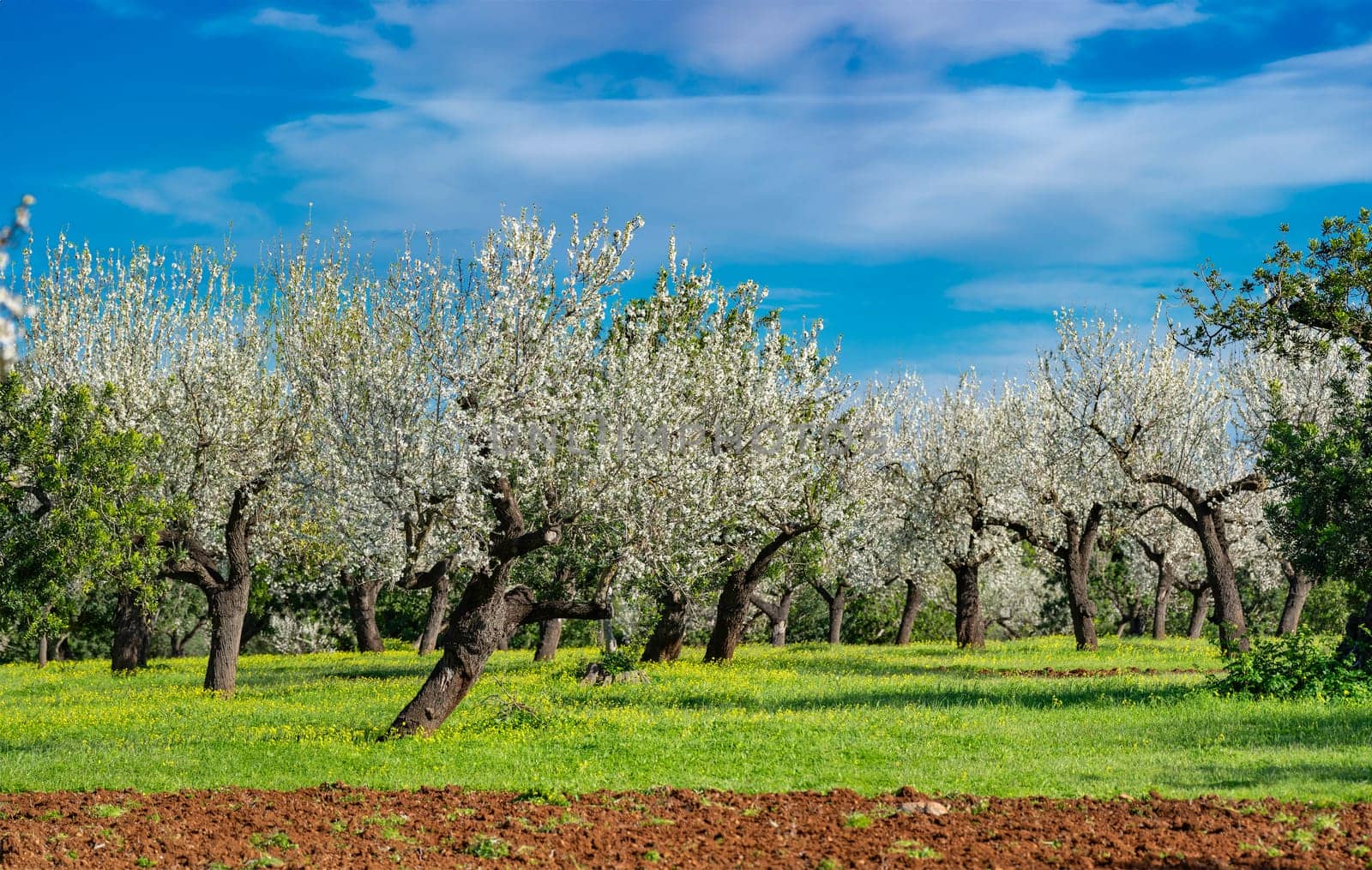 An orchard in full bloom celebrates the arrival of spring with a symphony of white blossoms set against a vivid blue sky. The old, gnarled trunks contrast with the delicate flowers, while a carpet of green with yellow wildflowers completes the picturesque scene.