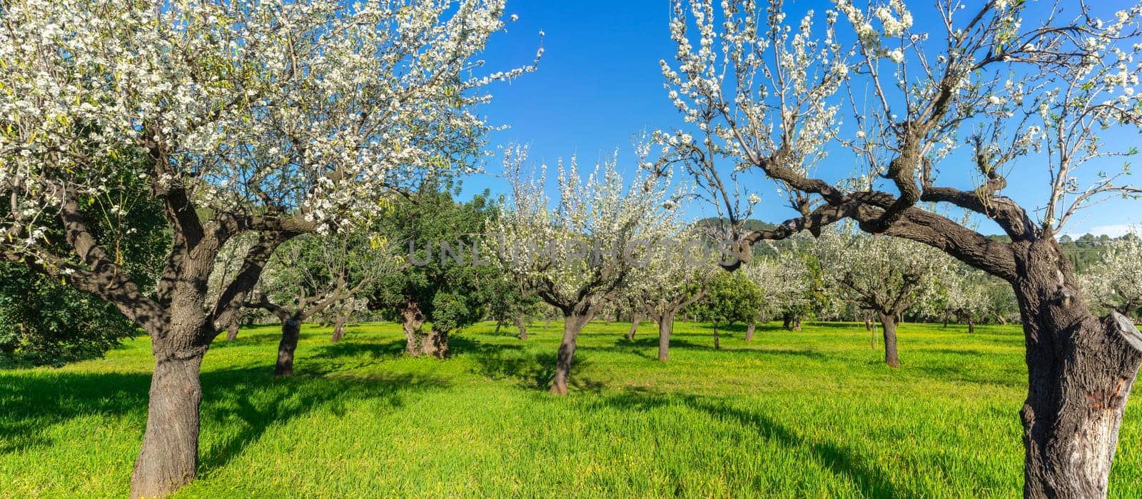 A panoramic view of an orchard reveals a canopy of white blossoms stretching across the frame. The gnarled tree trunks rise from the vibrant green grass, creating a stark yet harmonious contrast under the clear blue sky