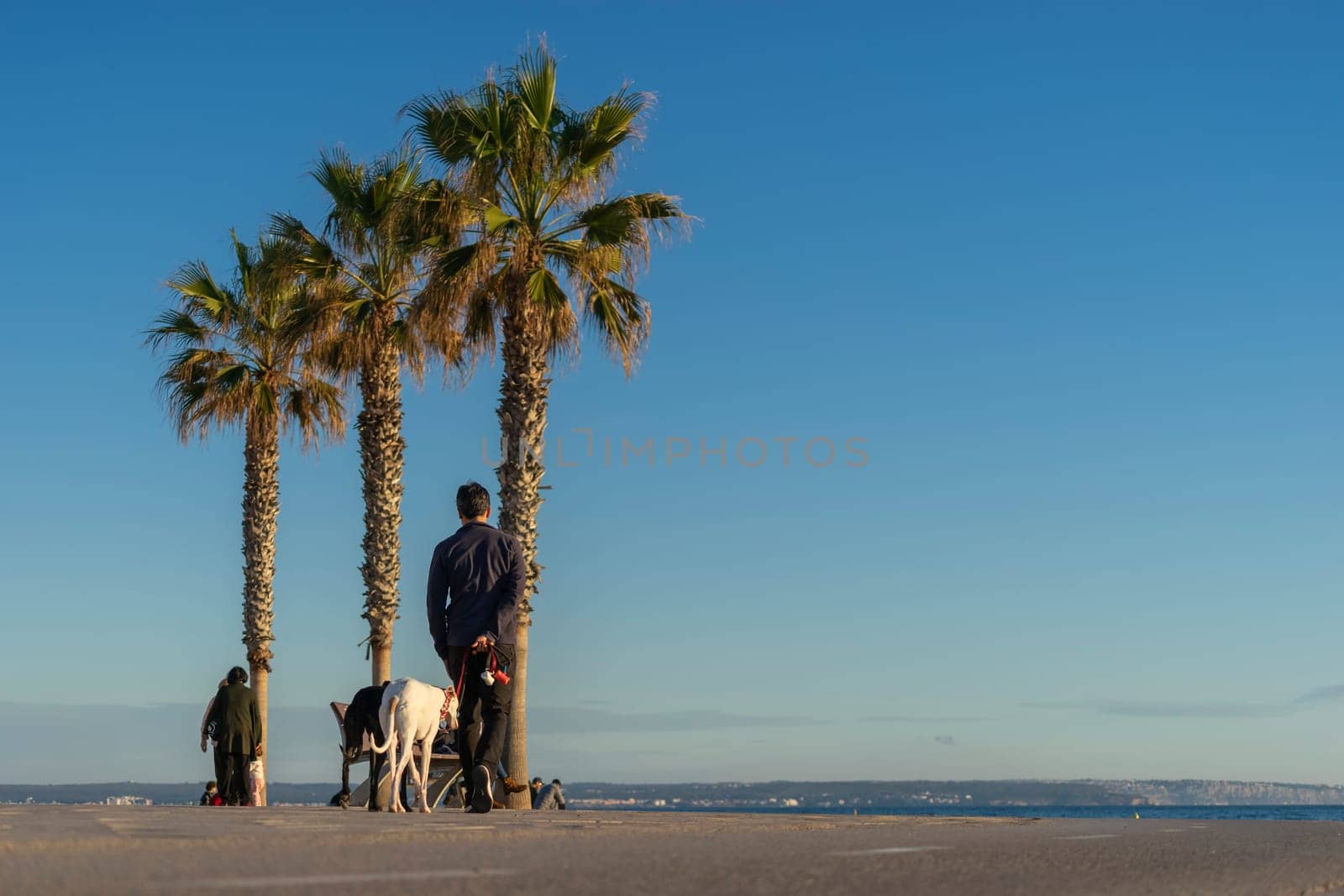 A peaceful walk along the seaside promenade is captured, featuring tall palm trees and individuals with their dogs, enjoying the vast blue sky and the tranquility of a clear day.