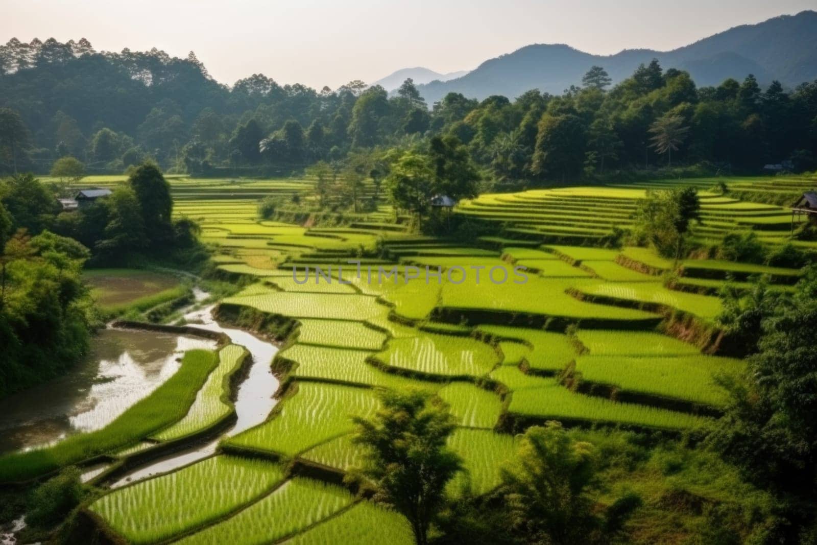 Beautiful Rice field landscape terraced.