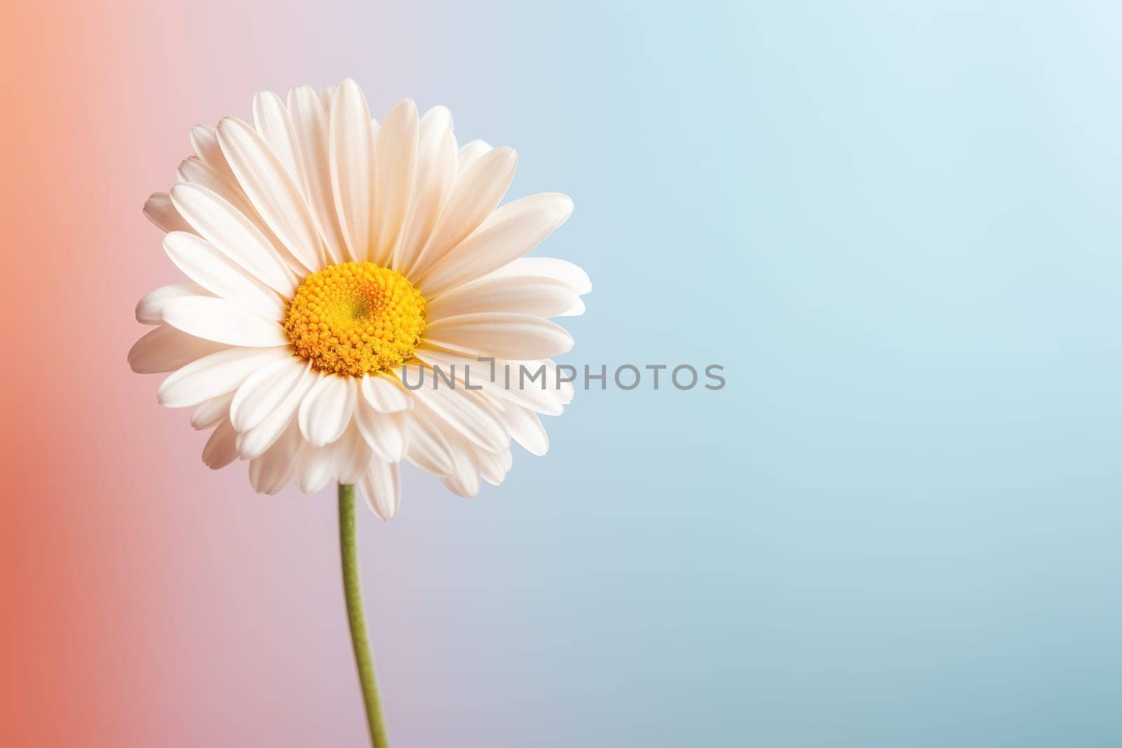 Beautiful chamomile daisy flower on neutral colour background Generative AI.