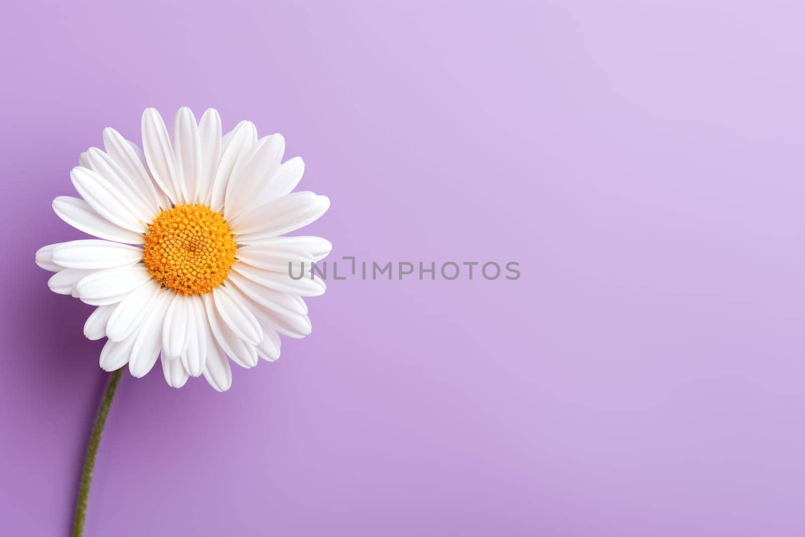 Beautiful chamomile daisy flower on neutral colour background Generative AI.