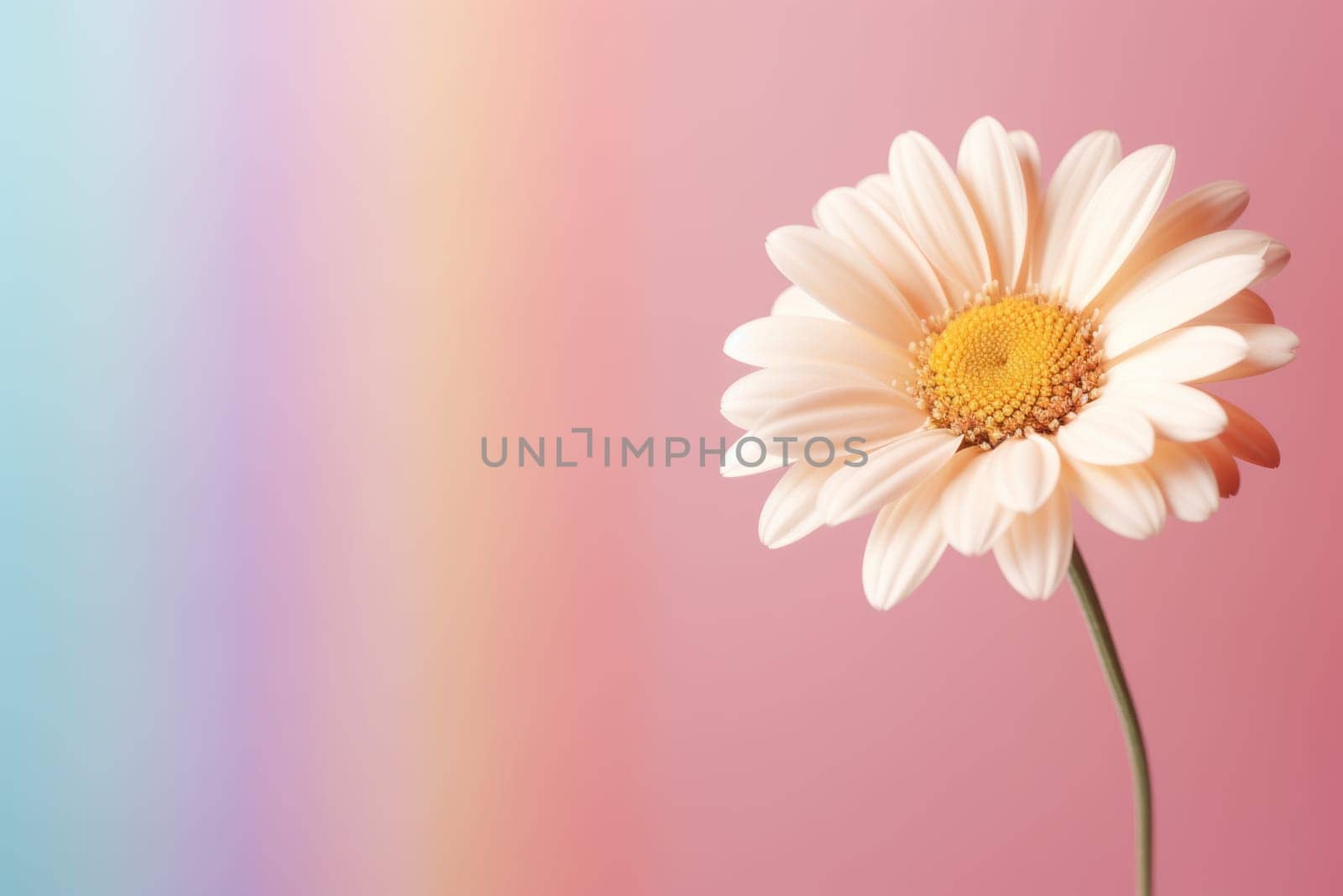 Beautiful chamomile daisy flower on neutral colour background Generative AI.