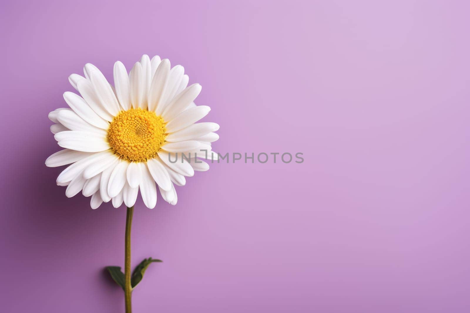 Beautiful chamomile daisy flower on neutral colour background Generative AI.