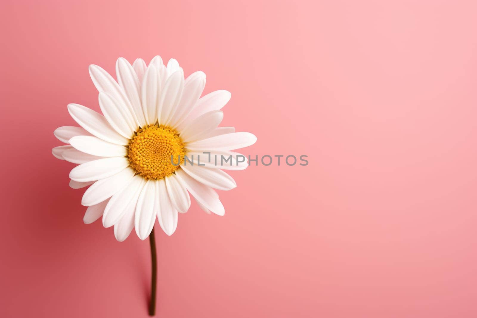 Beautiful chamomile daisy flower on neutral colour background Generative AI.