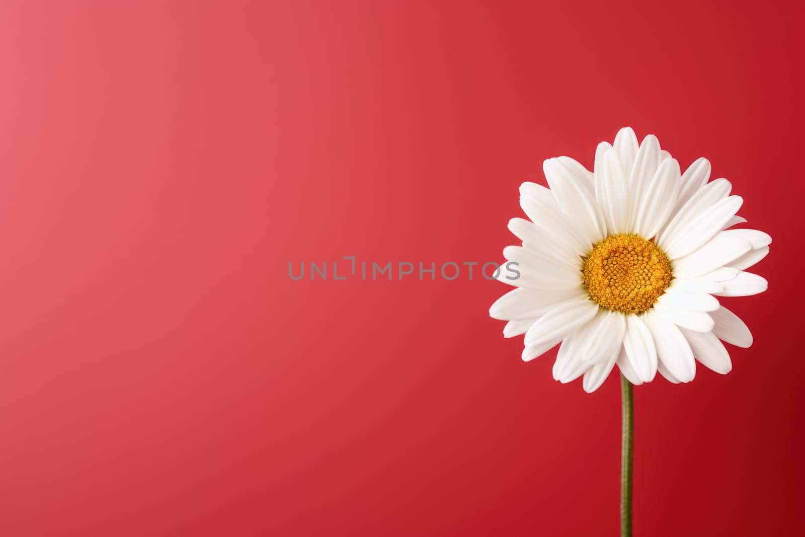 Beautiful chamomile daisy flower on neutral colour background Generative AI.