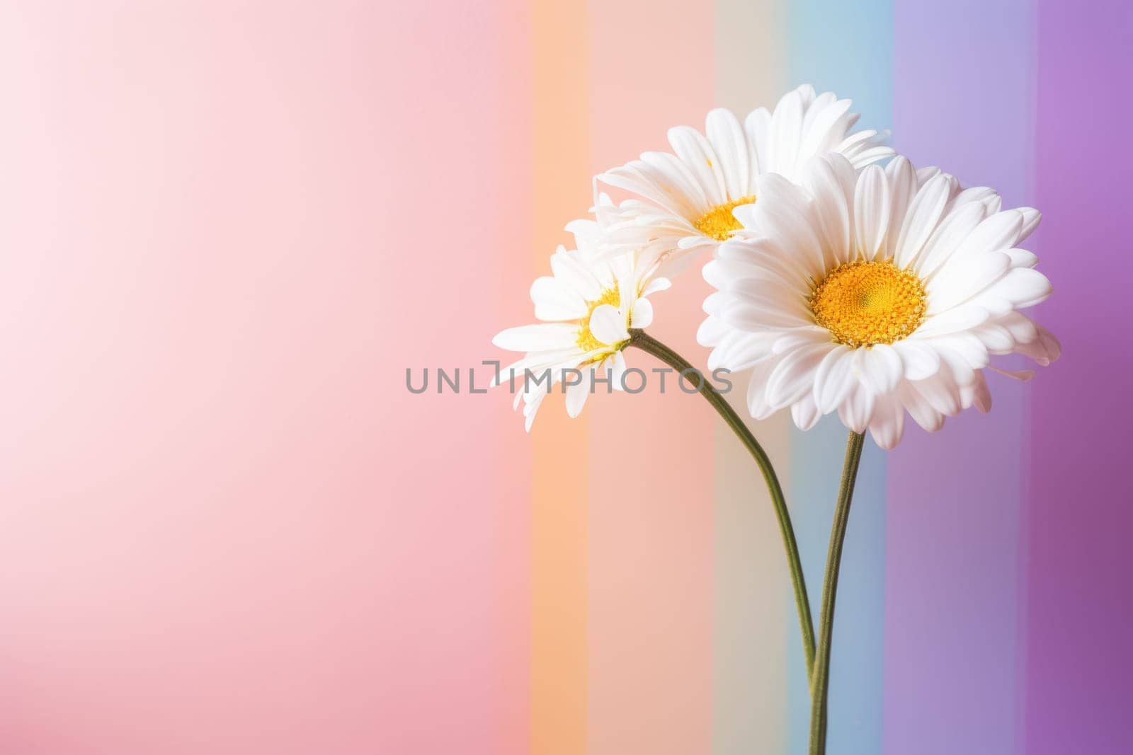Beautiful chamomile daisy flower on neutral colour background Generative AI.