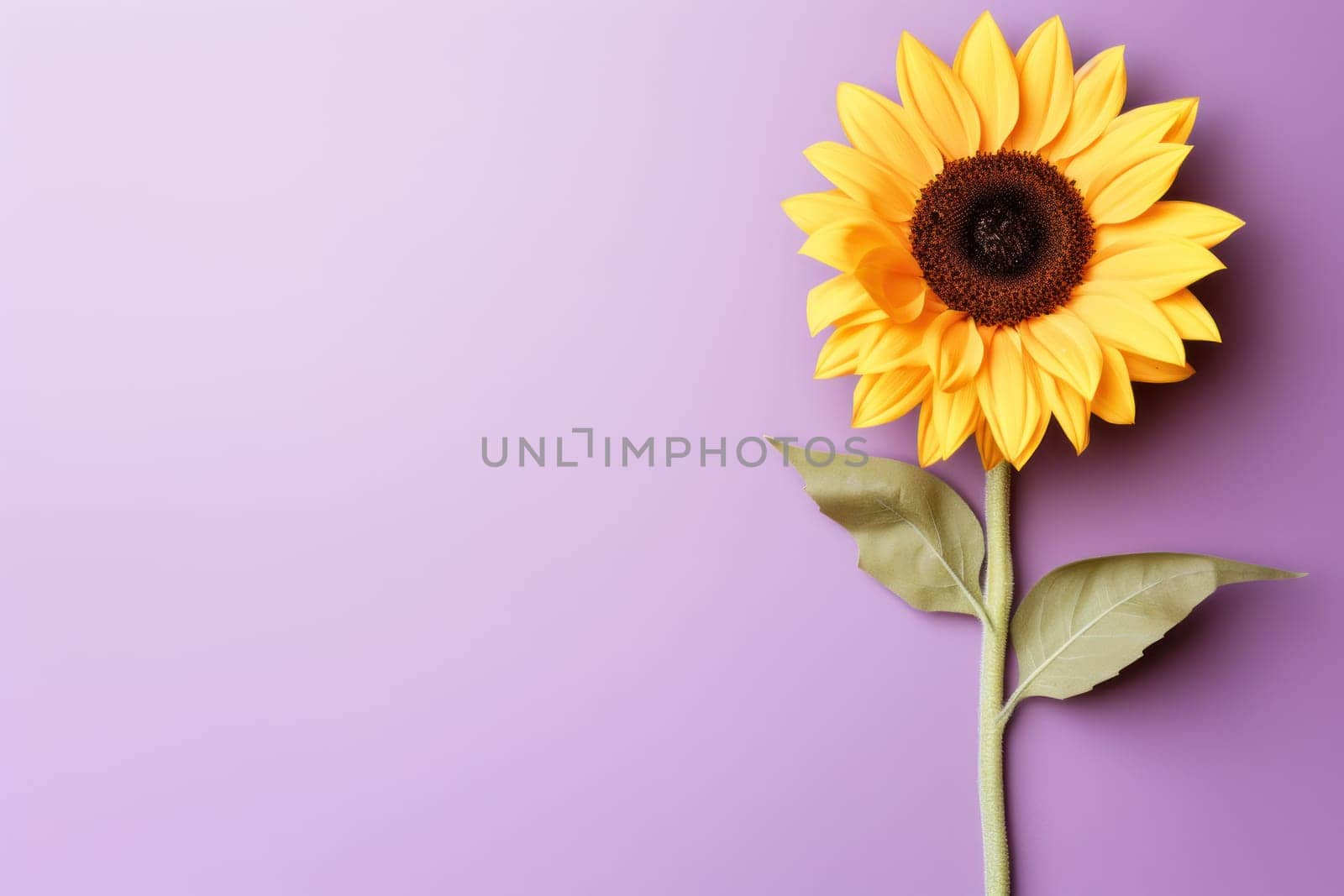 Beautiful sunflower on neutral colour background Generative AI.