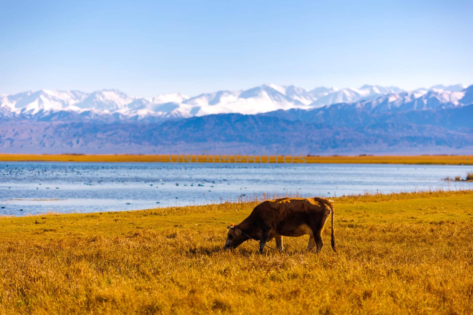 milk cow grazing on shore of mountain lake with floating ducks at sunny autumn afternoon by z1b