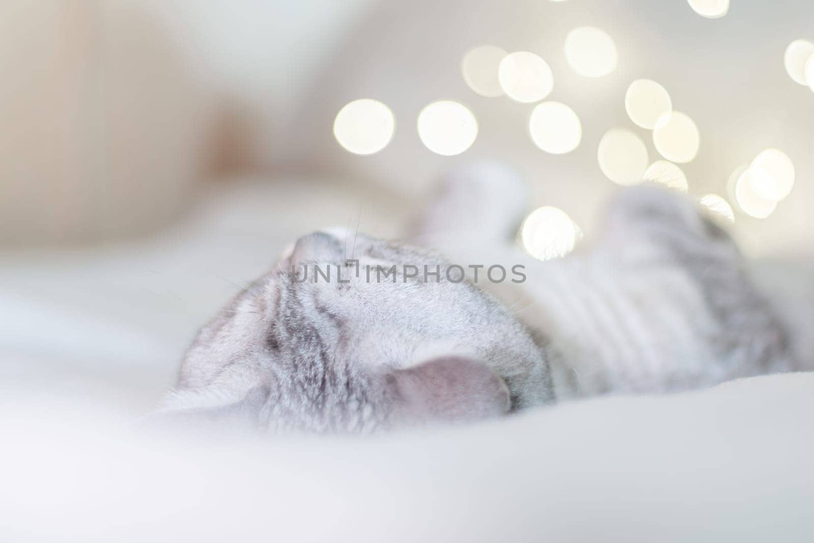 Scottish straight cat lies on his back bokeh from lights in the background. Cat upside down. Close up white cat face. Favorite pets, cat food. by Matiunina