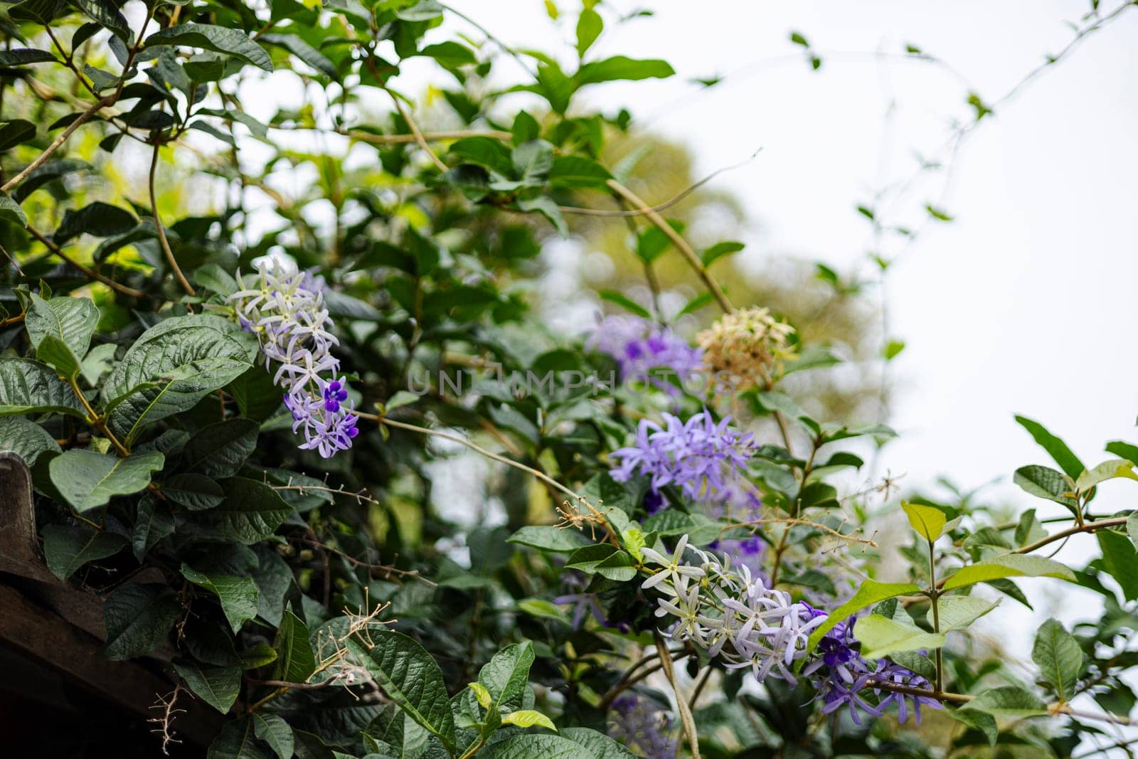 Petrea Volubilis In Outdoor Nature by urzine