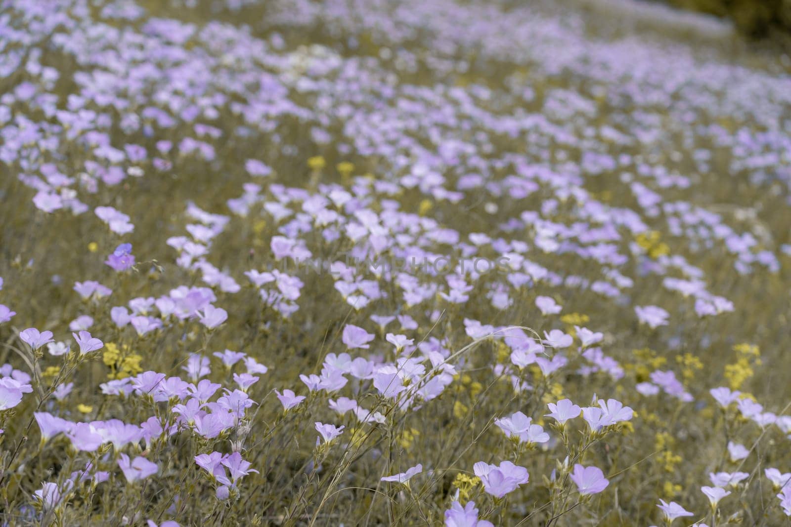 linen field linum usitatissimum. Flax flowers swaying in the wind. Slow motion video.