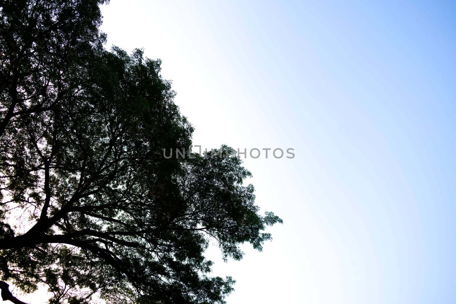 Ancient rain tree with green leaves. close-up and low angle panoramic view. Background.