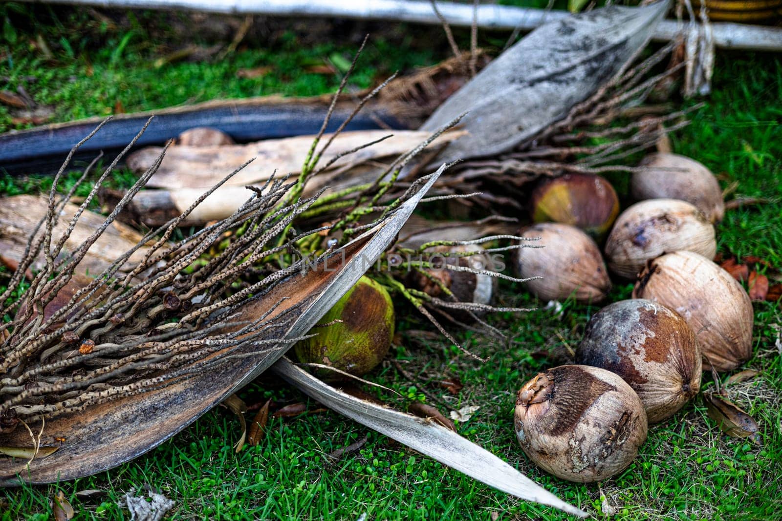 Close up of Fresh Coconut from the trees in the coconuts garden.