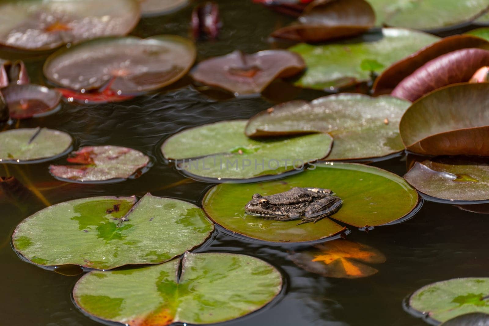 frog leaf water lily. A small green frog is sitting at the edge of water lily leaves in a pond by Matiunina