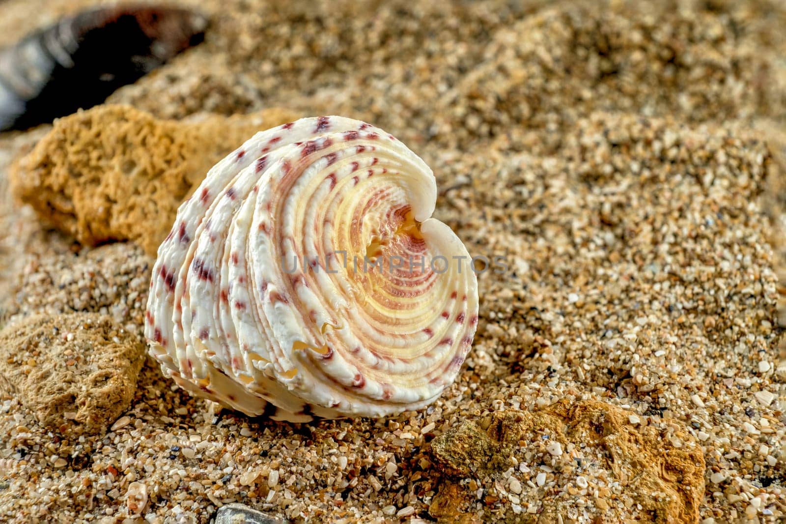 Hippopus hippopus sea shell on a yellow sand