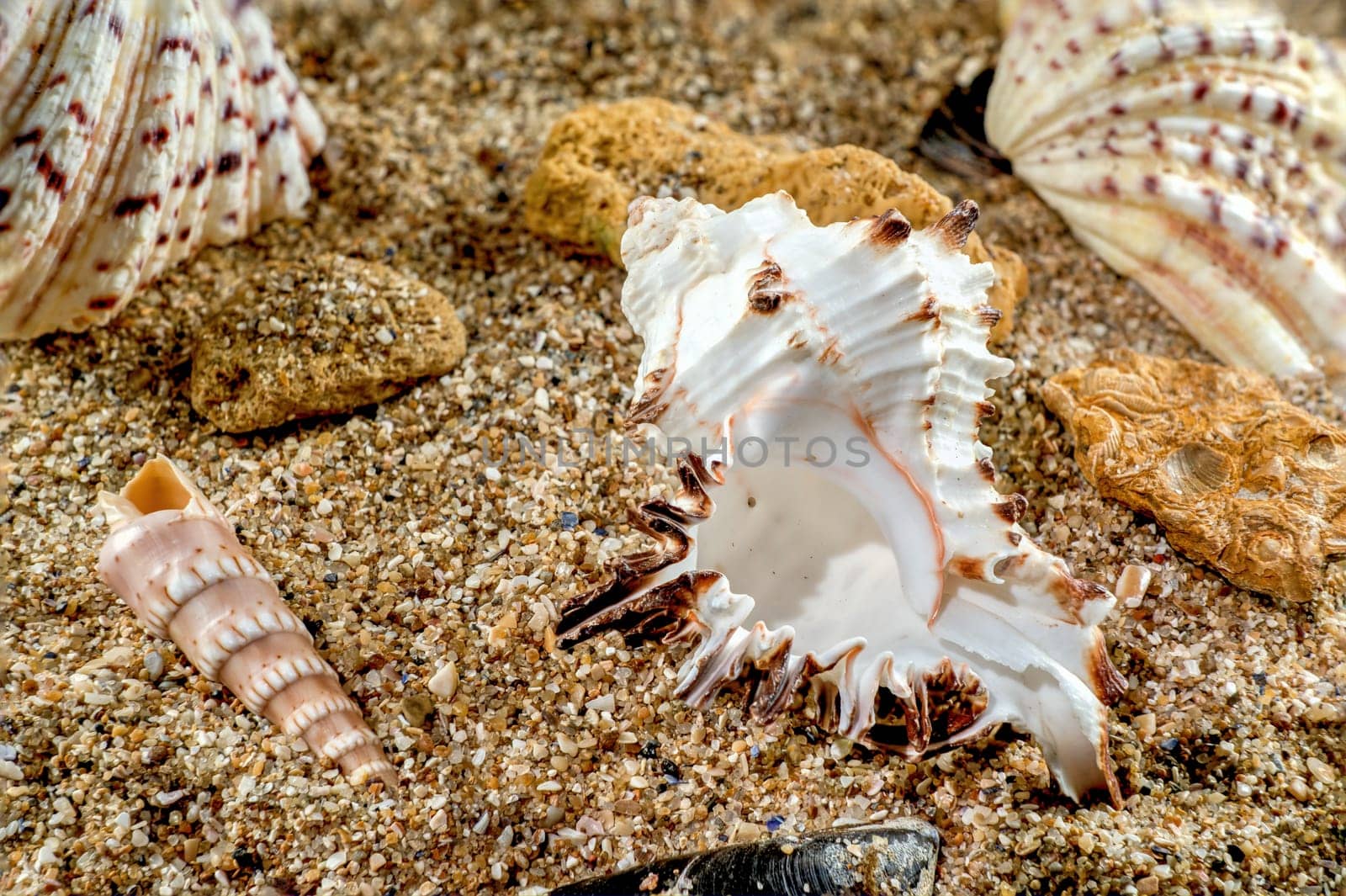 Murex Indivia Longspine sea shell on a yellow sand