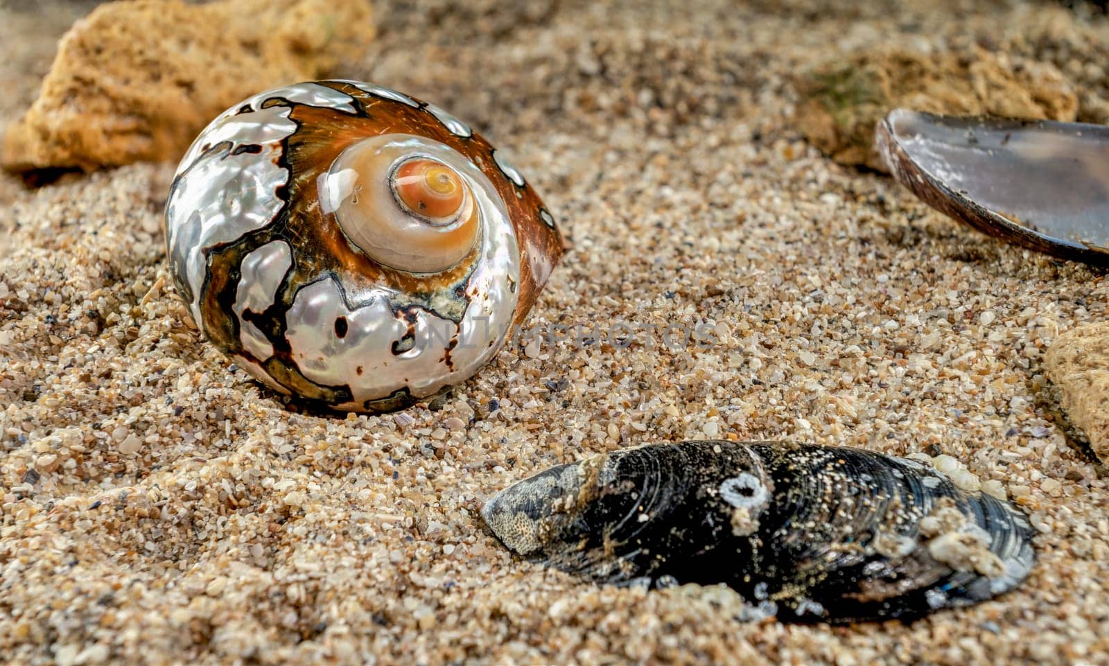 Turban Seashell on the sand by Multipedia