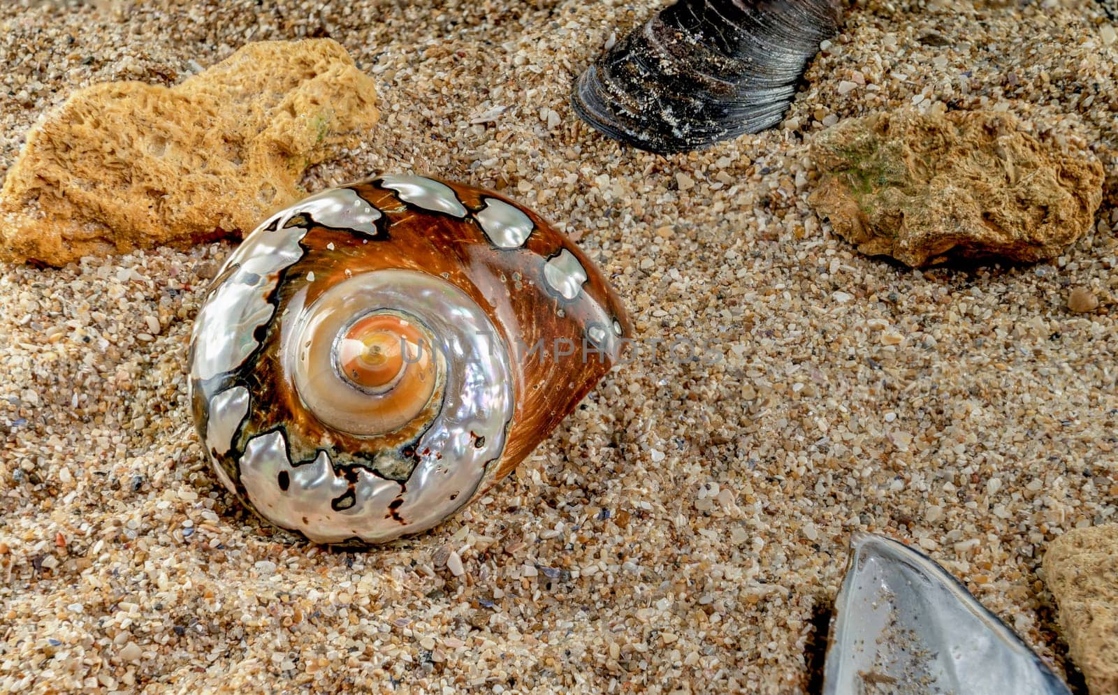 Pearly snail sea shell of Turbo sarmaticus South African turban on the sand