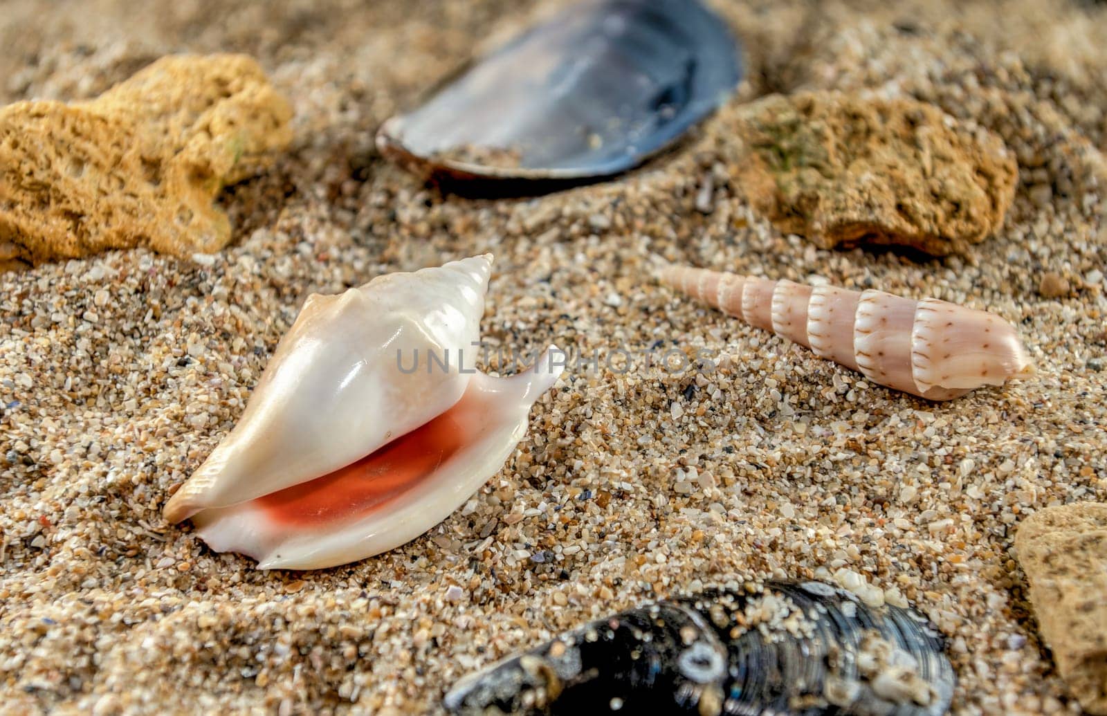 Strombidae Seashell on the sand by Multipedia