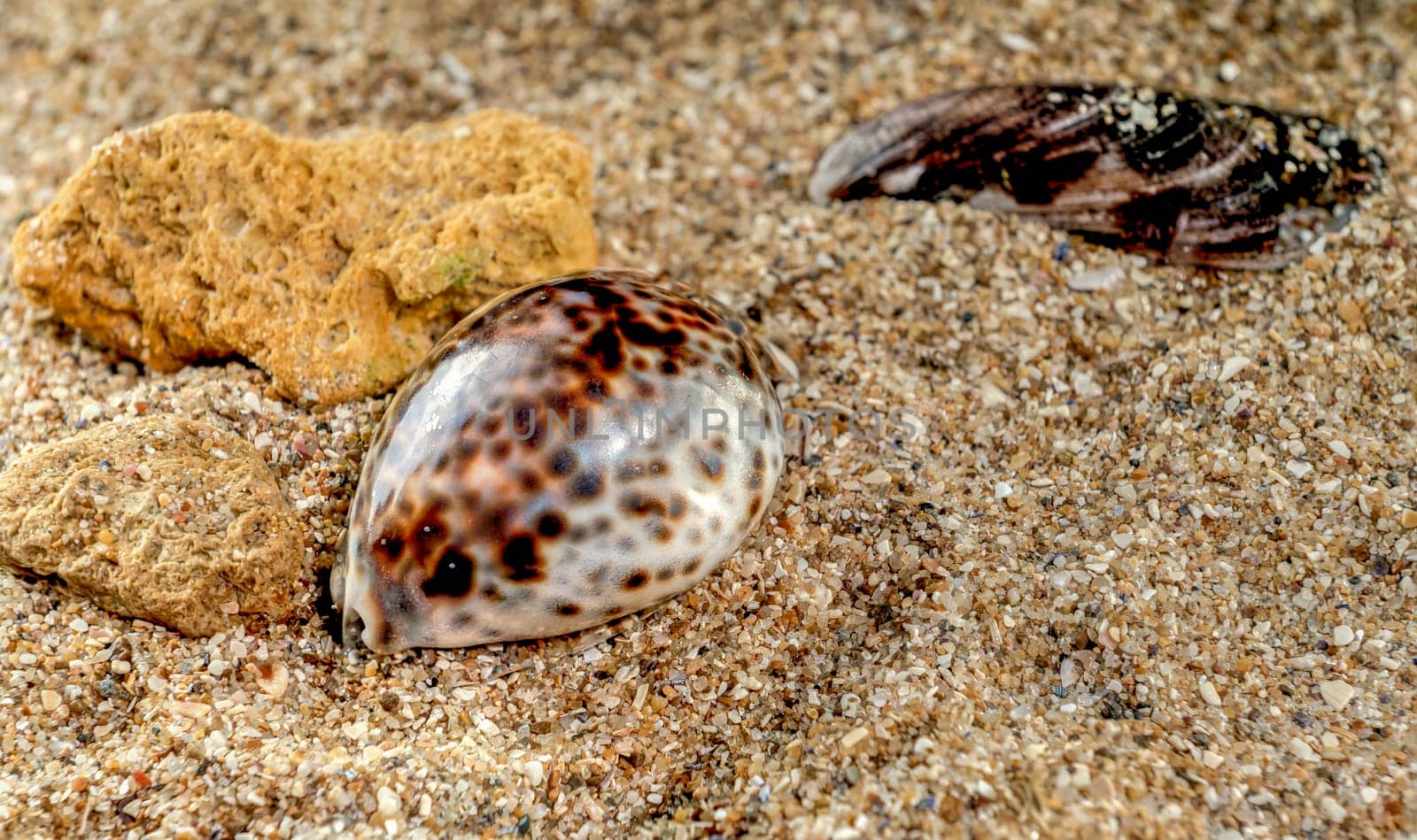 Tiger Cowrie Seashell on the sand by Multipedia