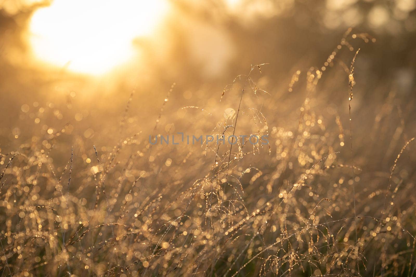 Bright landscape of grass in morning dew against rising sun by VitaliiPetrushenko