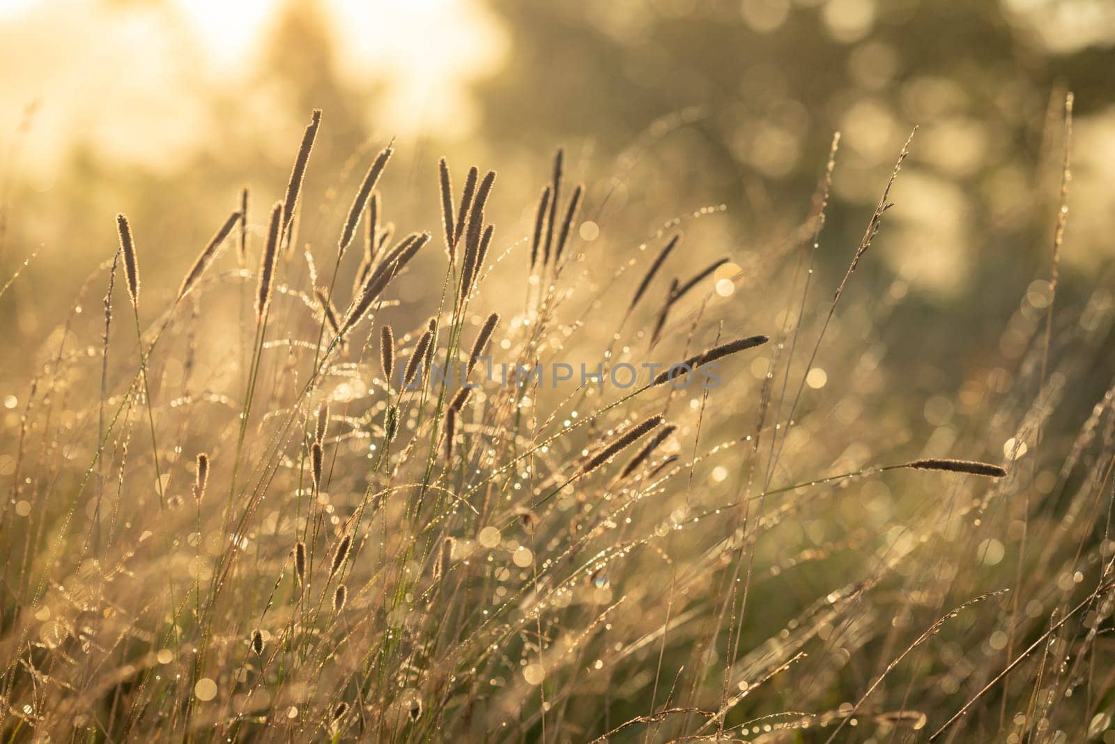 Bright sunny morning in the countryside, sun illuminating grass