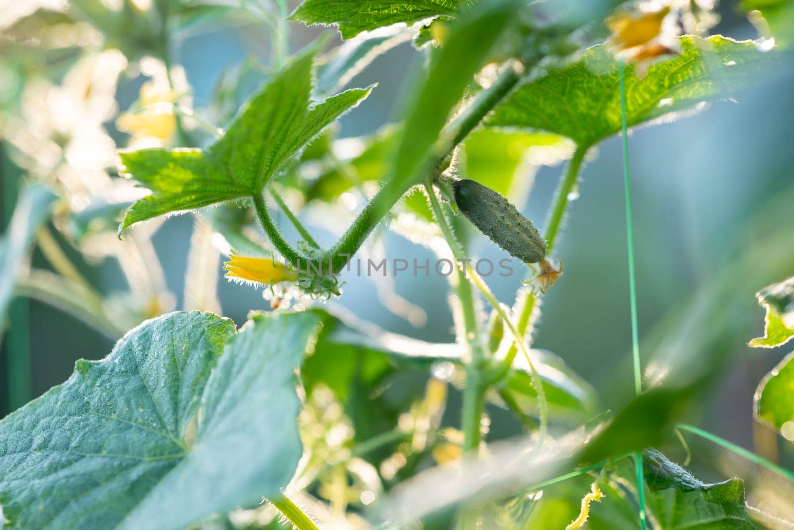 Close-up of cucumbers growing in the garden by VitaliiPetrushenko