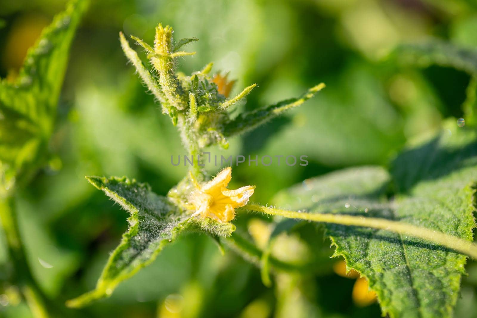 Close-up of cucumber flowers in dew by VitaliiPetrushenko
