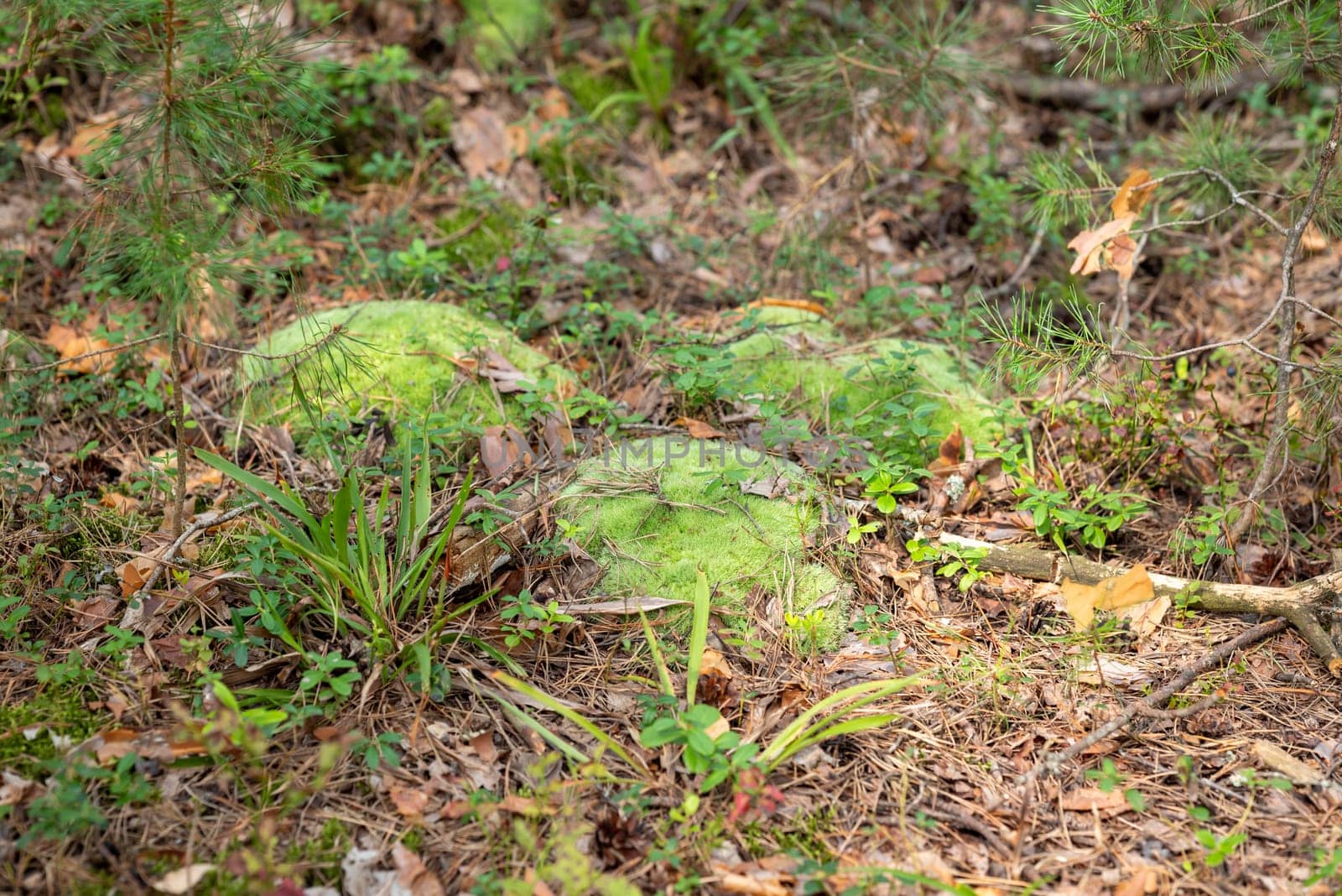Close up of moss growing in wet swamp forest