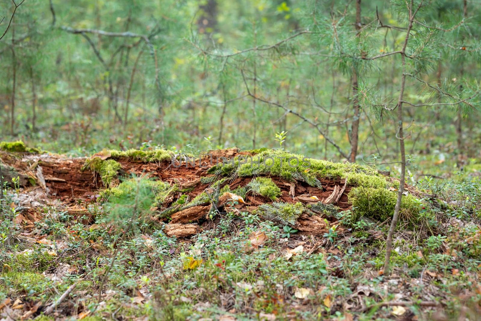 Green moss on rotten logs by VitaliiPetrushenko