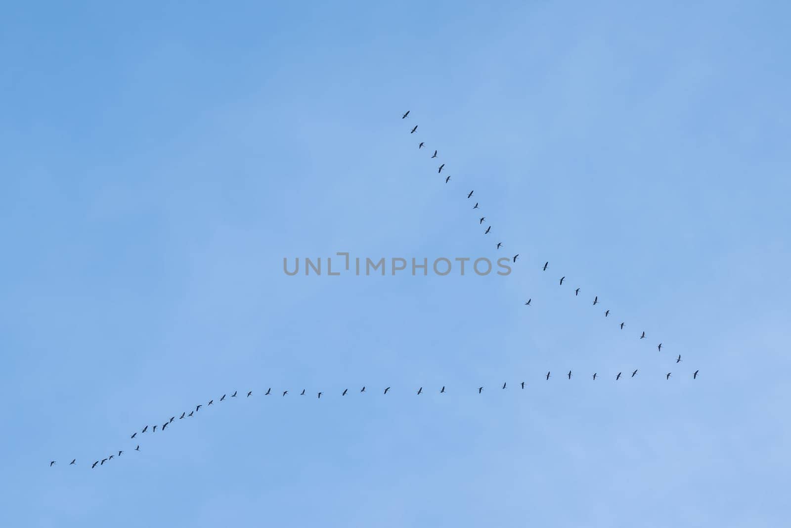 Flock of storks flying high in the sky by VitaliiPetrushenko