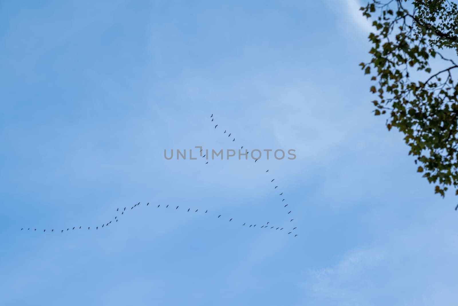 Birds flying in v shaped flock for seasonal migration