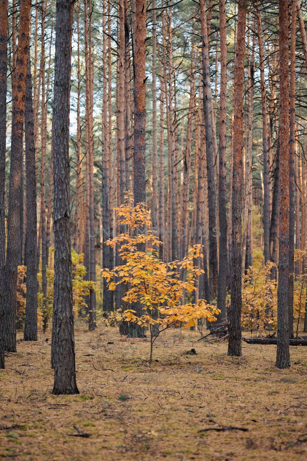 Bright oak tree inside pine tree forest in autumn. by VitaliiPetrushenko