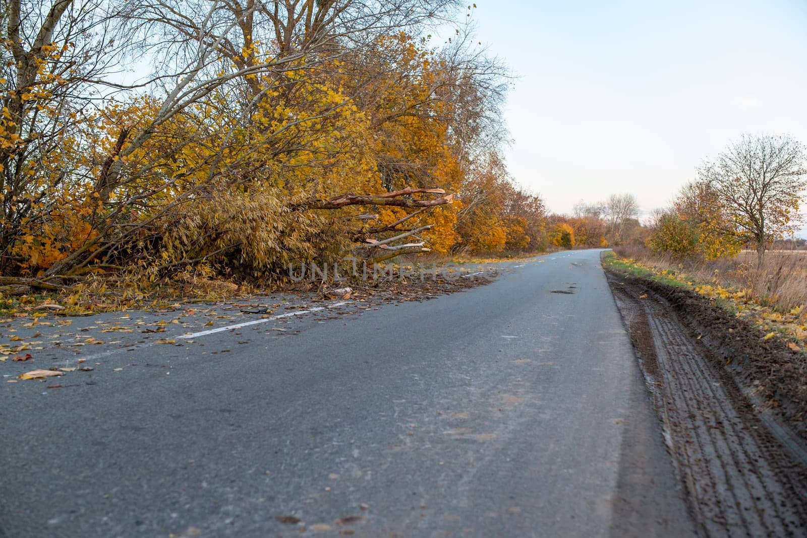 Countryside road with fallen tree on it by VitaliiPetrushenko