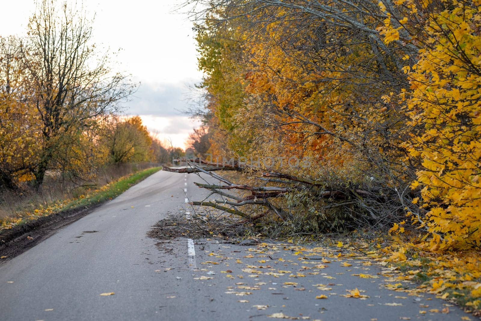 Fallen tree on the asphalt road in countryside by VitaliiPetrushenko
