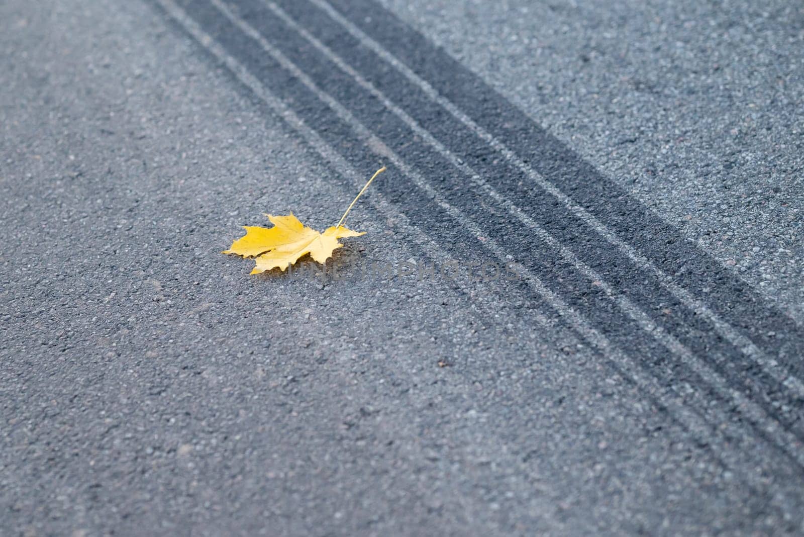 Braking car trace with yellow maple leaf on the road by VitaliiPetrushenko