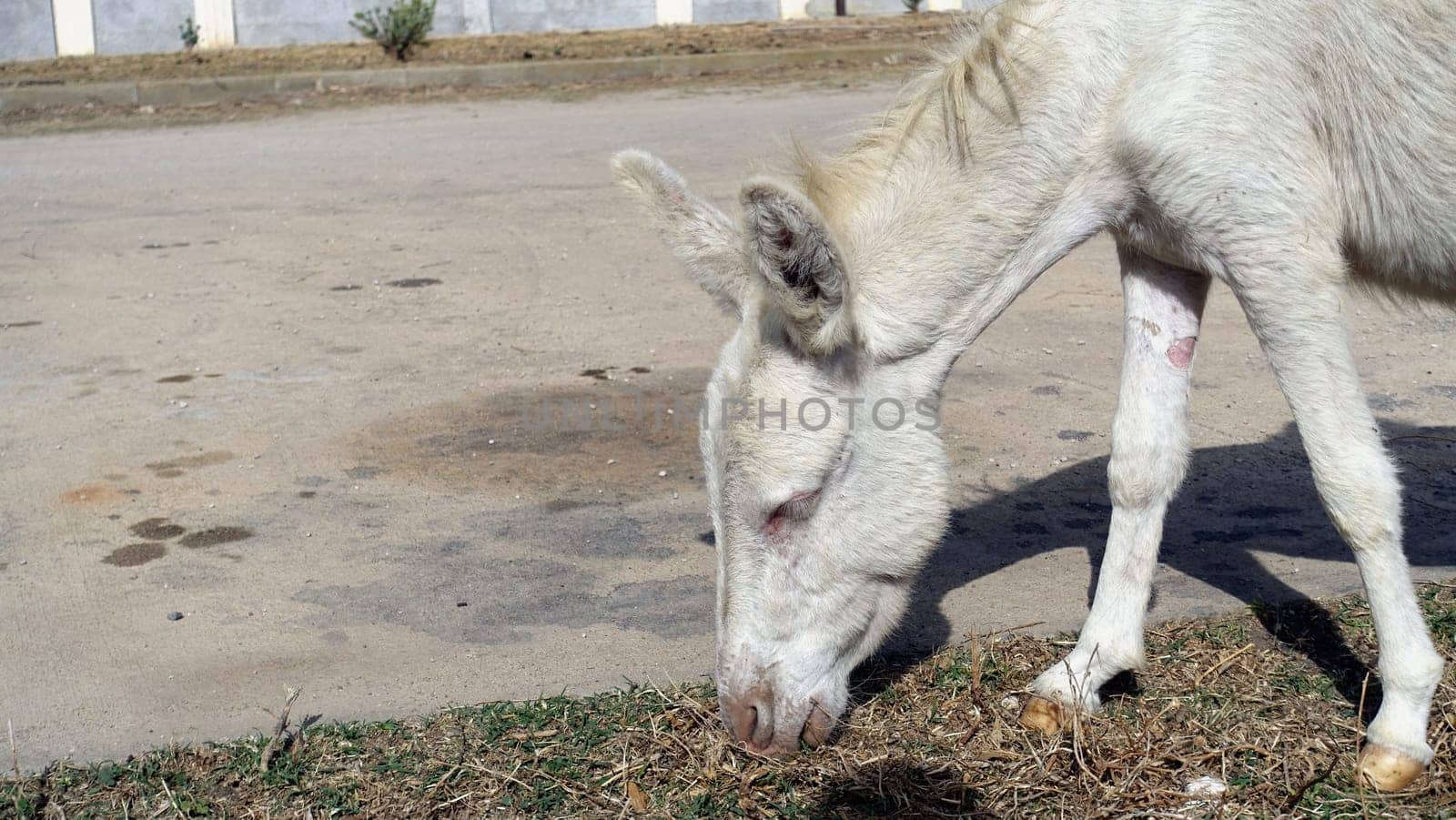 A wild albino donkey at Asinara in Sardinia. by Jamaladeen