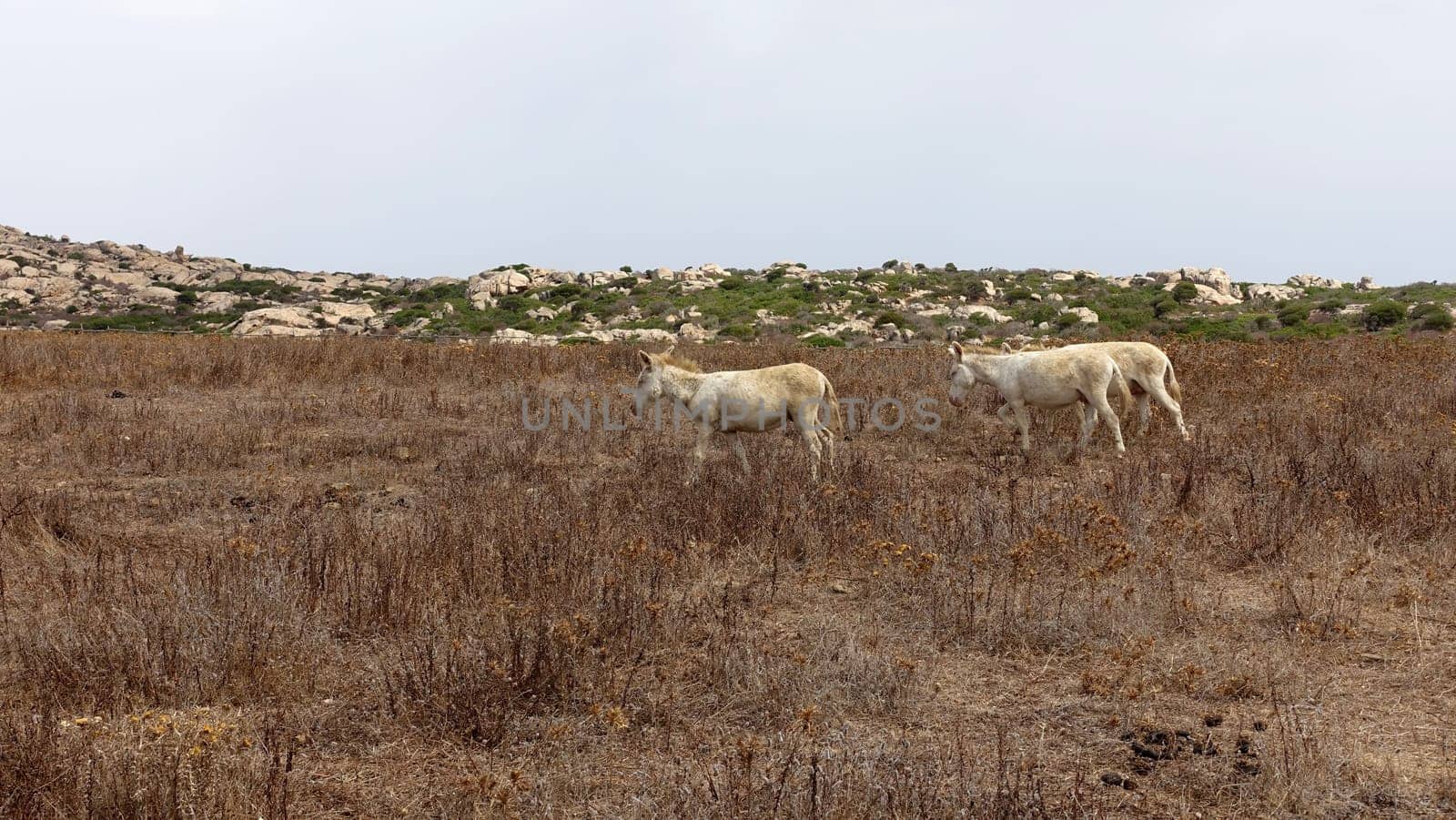 Three wild albino donkeys at Asinara in Sardinia graze peacefully. by Jamaladeen