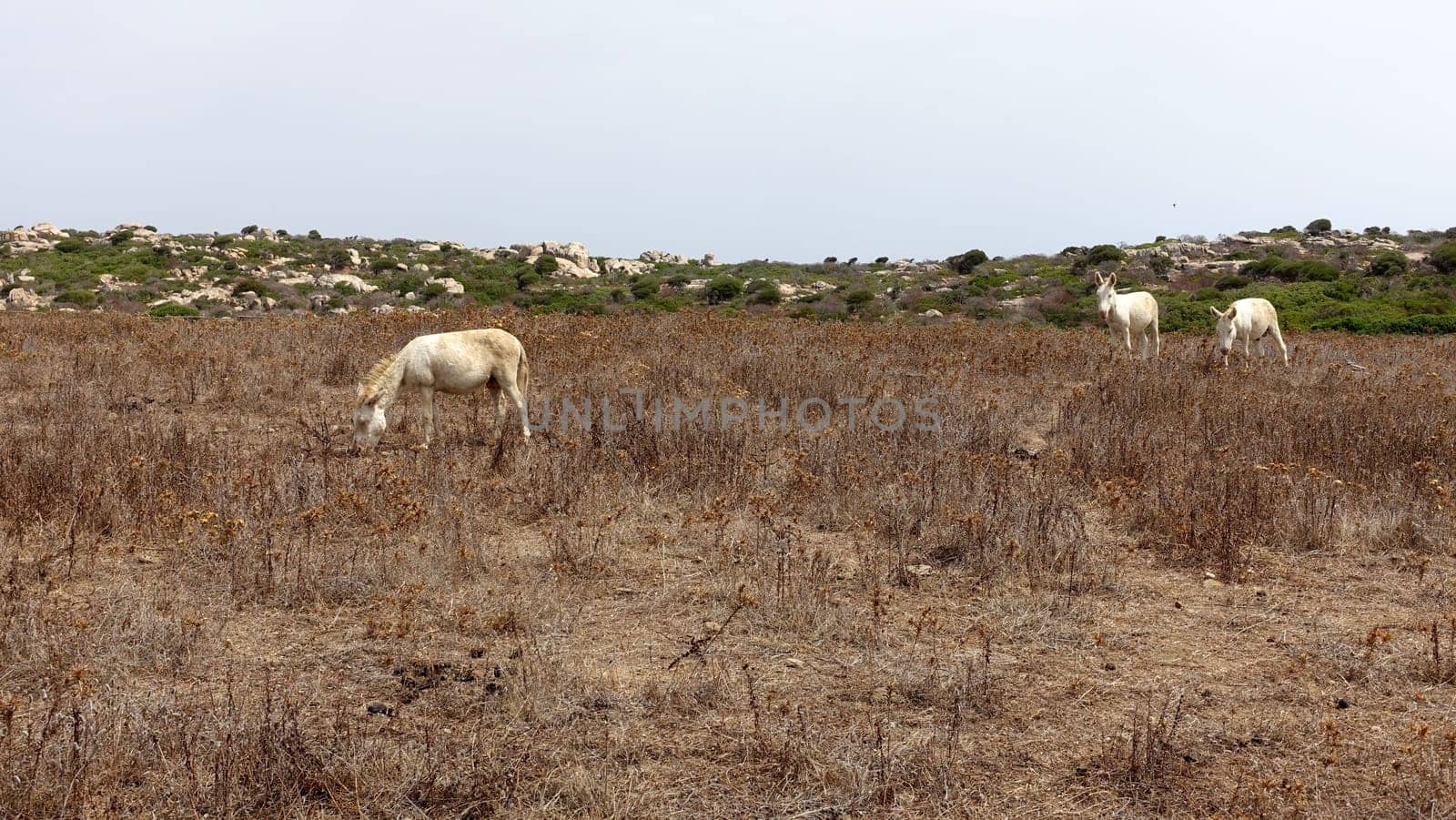 Three wild albino donkeys at Asinara in Sardinia graze peacefully. by Jamaladeen