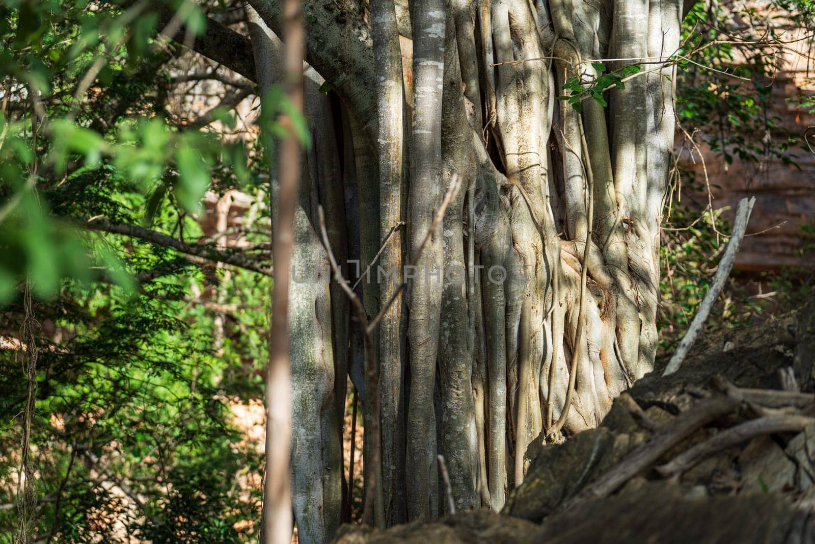 Majestic Banyan Tree Trunk in a Lush Green Forest by FerradalFCG