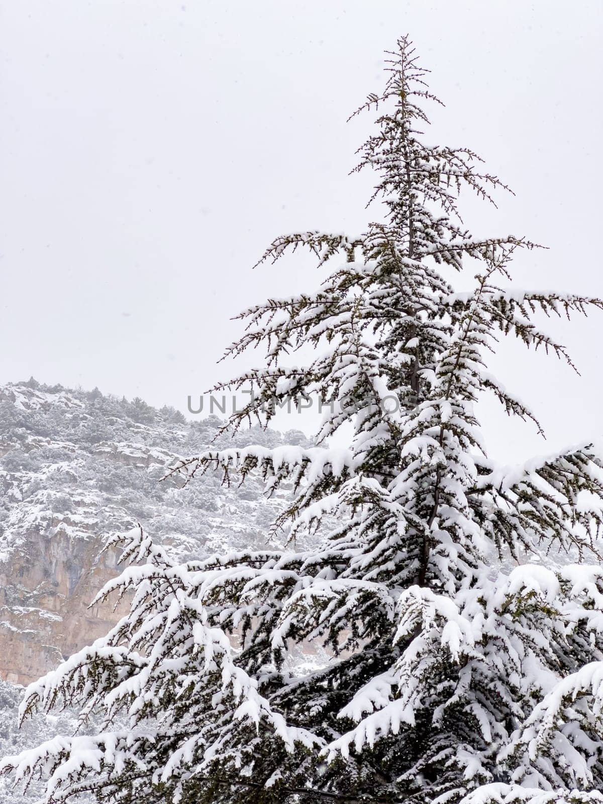 Trees covered with freshly fallen snow on a snowy winter day by Sonat