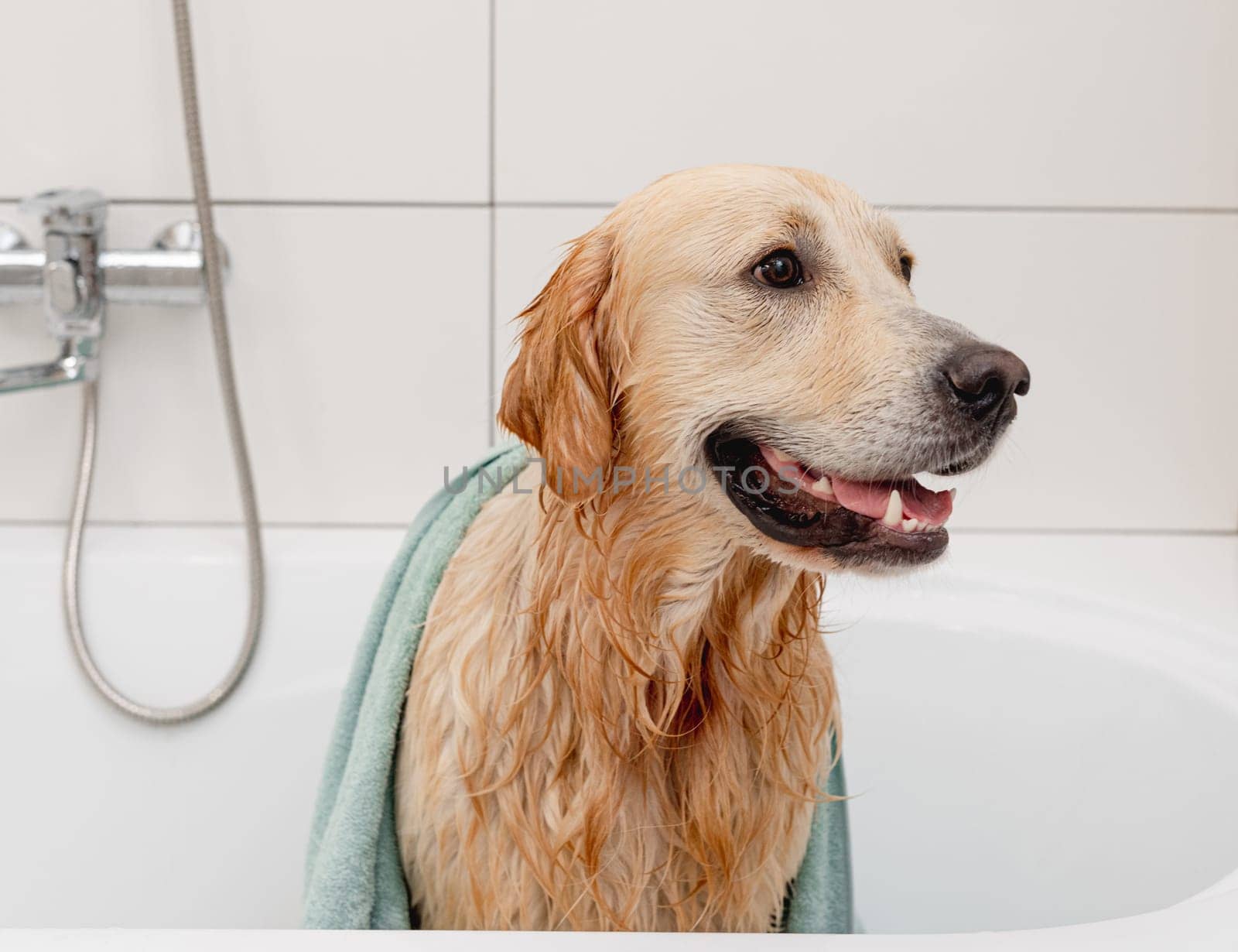 Golden Retriever Dog Enjoys A Bath In A White Tub With Foam On Its Head