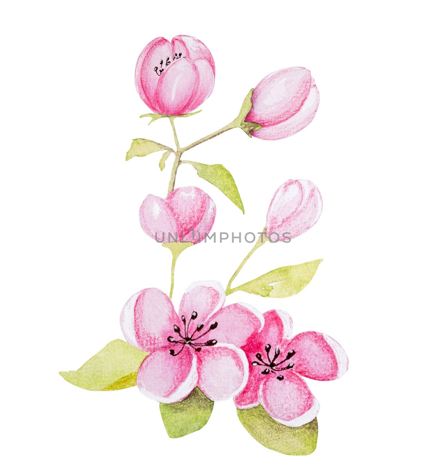 Hand-Drawn Watercolor Illustration Of Apricot Blossom Branch by tan4ikk1