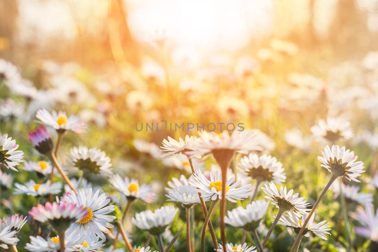 Chamomile flower field. Close up daisy in the nature. Flowers in sun light.