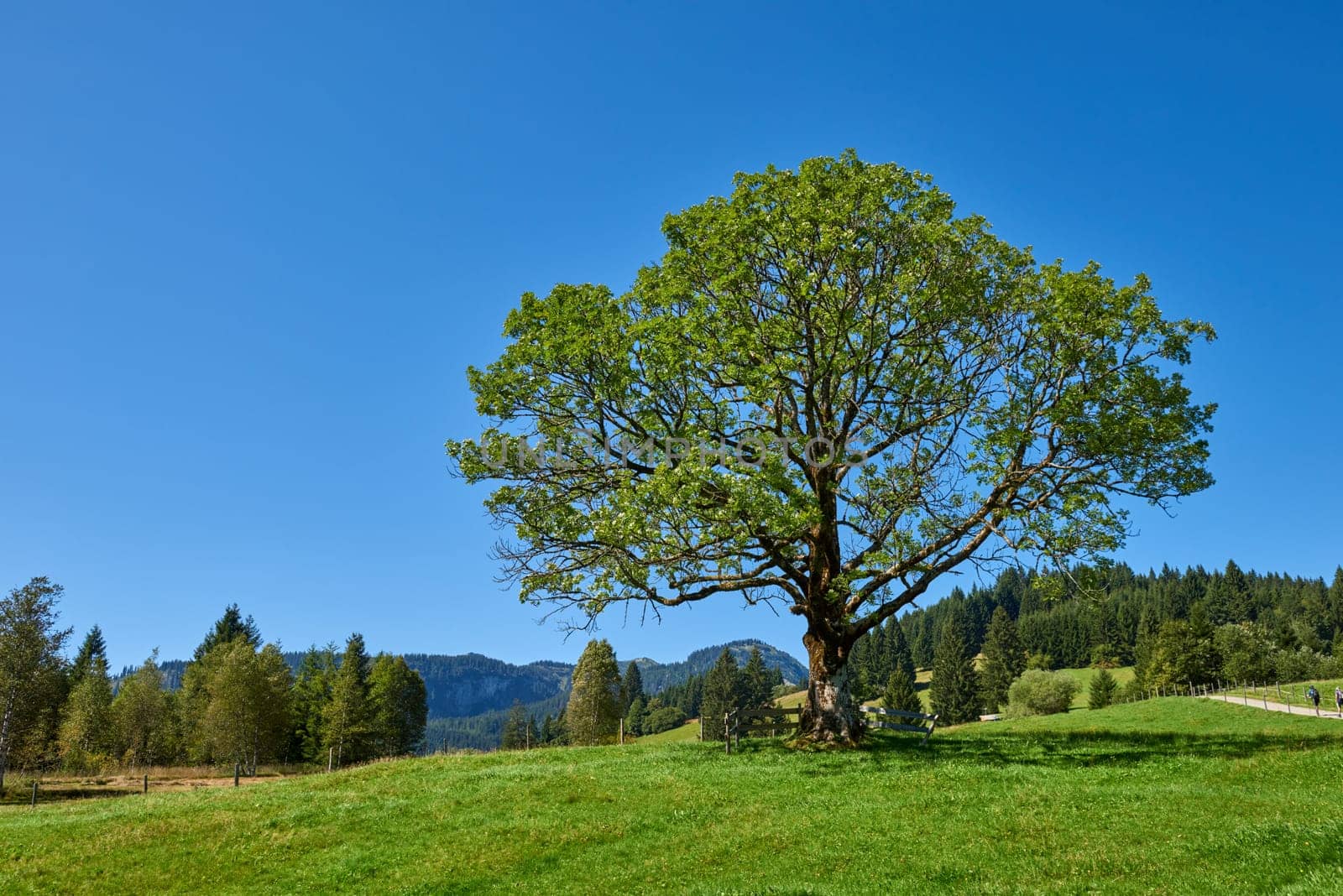 Alpine Symphony: Summer Majesty in the Mountain Wilderness. Majestic Peaks and a Lone Tree in the Meadow. Mountain: A Grand Tree Gracing the Alpine Pasture. Blue Skies Over Peaks: A Majestic Alpine Landscape in Summer. A Lone Tree Amidst Alpine Meadows Under a Clear Sky by Andrii_Ko