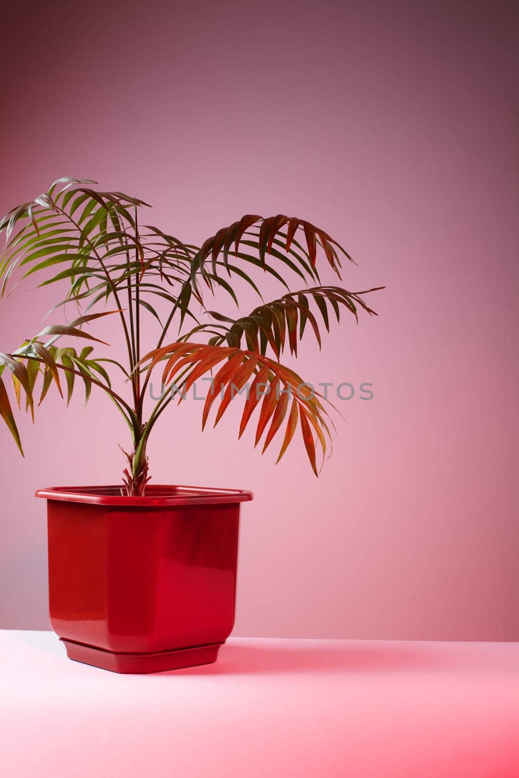 Decorative Palm in vibrant Light. Beautiful wallpaper picture. Eco Life. Green plants fot home. Freshening of the air. Indoor gardening.