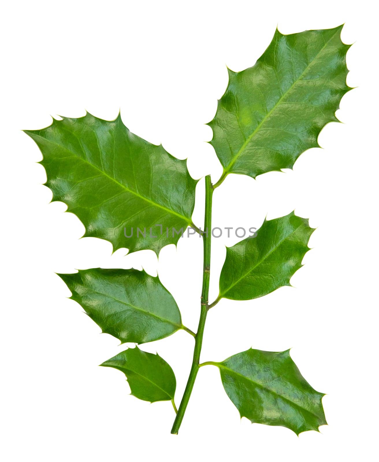 A Branch Of Holly Leaves For Christmas Isolated against a White Background.